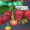 Клубника КАБРИЛЛО рем