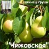 Груша ЧИЖОВСКАЯ летняя