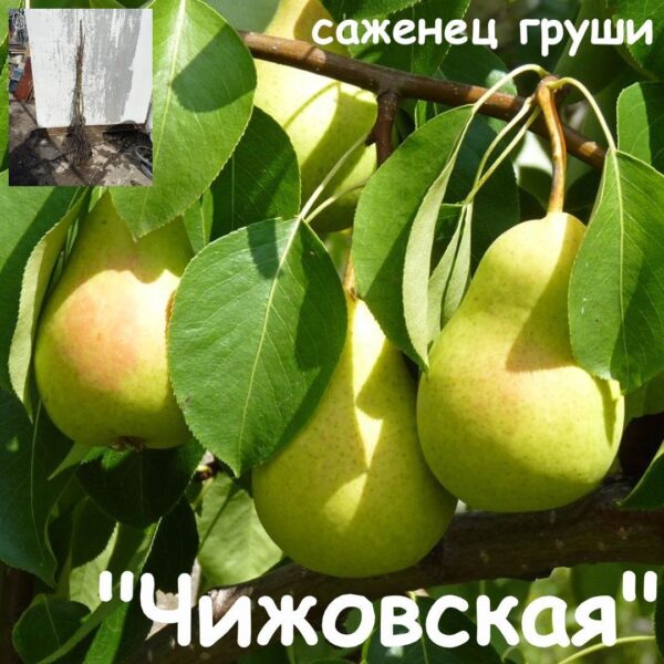 Груша ЧИЖОВСКАЯ летняя