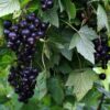 Смородина черная СЮИТА КИЕВСКАЯ