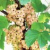 Смородина белая СМОЛЬЯНИНОВСКАЯ