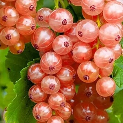 99 Смородина красная ГОЛЛАНДСКАЯ РОЗОВАЯ