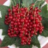 29 Смородина красная НАТАЛИ