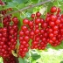 Смородина красная ЩЕДРАЯ