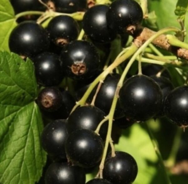 Смородина черная АТЛАНТ
