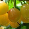 Черешня ЛЕНИНГРАДСКАЯ желтая