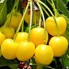 Черешня ЛЕНИНГРАДСКАЯ желтая