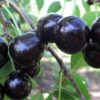 Черешня ЛЕНИНГРАДСКАЯ черная