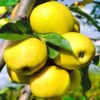 29 Яблоня АНТОНОВКА ЗОЛОТАЯ