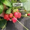 Клубника НАДЯ ранняя