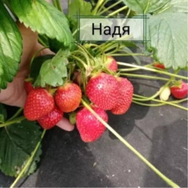 Клубника НАДЯ ранняя