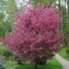 Яблоня декоративная ХЕЛЕНА