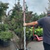 Барбарис ТУНБЕРГА видовой