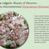 СИРЕНЬ ОБЫКНОВЕННАЯ