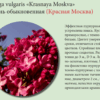 СИРЕНЬ ОБЫКНОВЕННАЯ