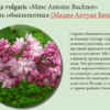 СИРЕНЬ ОБЫКНОВЕННАЯ