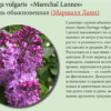 СИРЕНЬ ОБЫКНОВЕННАЯ