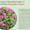 СИРЕНЬ ОБЫКНОВЕННАЯ