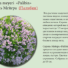 СИРЕНЬ ОБЫКНОВЕННАЯ