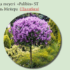 СИРЕНЬ ОБЫКНОВЕННАЯ