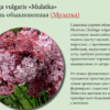 СИРЕНЬ ОБЫКНОВЕННАЯ