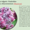 СИРЕНЬ ОБЫКНОВЕННАЯ