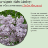 СИРЕНЬ ОБЫКНОВЕННАЯ