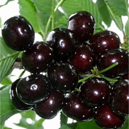 29 Черевишня (ДЮК) КОРМИЛИЦА