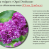 СИРЕНЬ ОБЫКНОВЕННАЯ