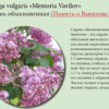 СИРЕНЬ ОБЫКНОВЕННАЯ