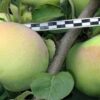 99 Яблоня колоновидная ПАТРИОТ