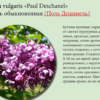 СИРЕНЬ ОБЫКНОВЕННАЯ