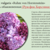СИРЕНЬ ОБЫКНОВЕННАЯ
