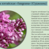 СИРЕНЬ ОБЫКНОВЕННАЯ