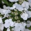 Гортензия ампельная СБЕЖАВШАЯ НЕВЕСТА