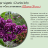 СИРЕНЬ ОБЫКНОВЕННАЯ