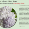 СИРЕНЬ ОБЫКНОВЕННАЯ