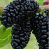 29 Шелковица ЧЕРНАЯ (ТУТОВНИК) ПЛАКУЧАЯ