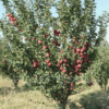 29 Яблоня КРАСНОЕ