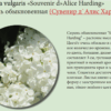 СИРЕНЬ ОБЫКНОВЕННАЯ