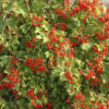 29 Калина обыкновенная