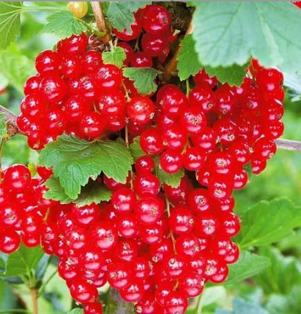 99 Смородина ГИГАНТА