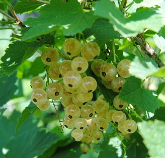 99 Смородина ГОЛЛАНДСКАЯ белая