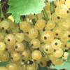 99 Смородина ГОЛЛАНДСКАЯ белая