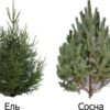 НОВОГОДНЯЯ  Ель обыкновенная срезка