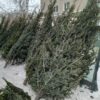 НОВОГОДНЯЯ  Ель обыкновенная срезка