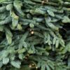 НОБИЛИС (лапник ель голубая) – Пышное Новогоднее Волшебство!