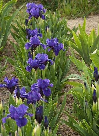 33 Ирис карликовый БАНБАРИ РАФЛЗ
