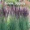 Молиния в сортах