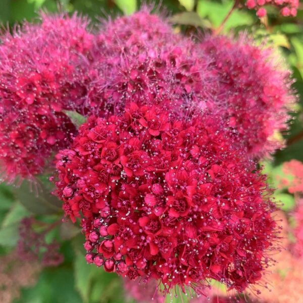 99 Спирея японская ДАБЛ ПЛЕЙ ДУЗИ